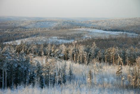 Avremo foreste boreali meno 'boreali'?