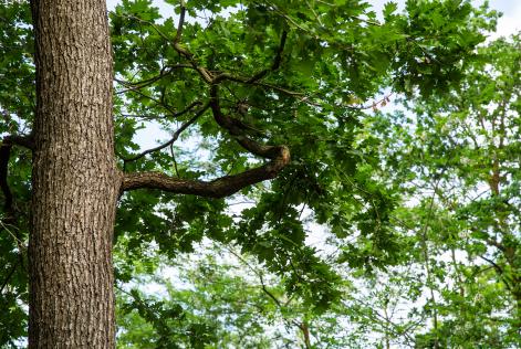 Foreste e industria forestale in Europa, spiegate bene