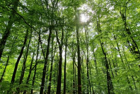 Meno burocrazia per un EUDR più efficace