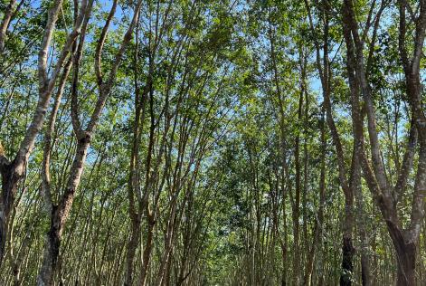 Le semplificazioni per legno e gomma ed altre novità EUDR