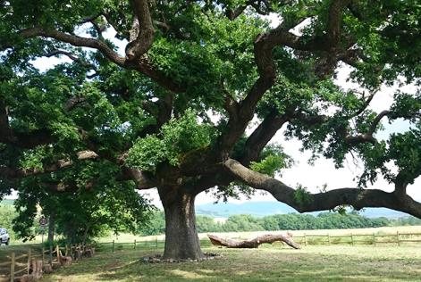 Giganti di natura: alla scoperta degli alberi monumentali