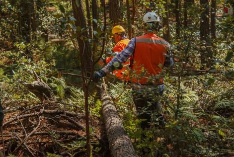 Disponibile il documento di autovalutazione nazionale per i requisiti sui diritti fondamentali del lavoro nella Gestione Forestale FSC