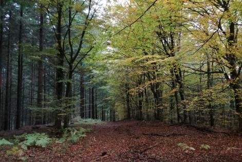 [CONSULTAZIONE] Società Agricola Campomo (CR)