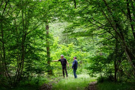 Bosco delle Sorti della Partecipanza: 750 anni di buona gestione forestale