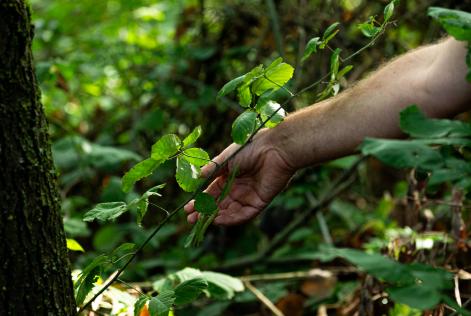 Aggiornamenti sull’implementazione della mozione sui Servizi Ecosistemici come meccanismo di mitigazione
