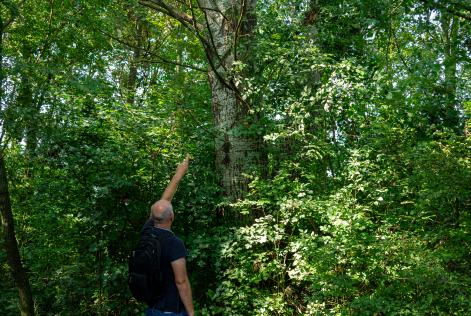 Nota tecnica – Applicazione degli Indicatori 10.5.7, 10.5.8 e 10.5.9 dello Standard FSC-STD-ITA-02-2024