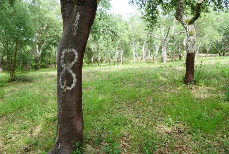 [CONSULTAZIONE] Società Agricola Limbara a.r.l (SS)