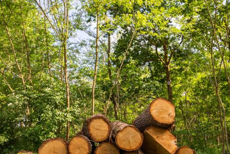 Raggiunto un accordo per la revisione della Legge UE sulla deforestazione