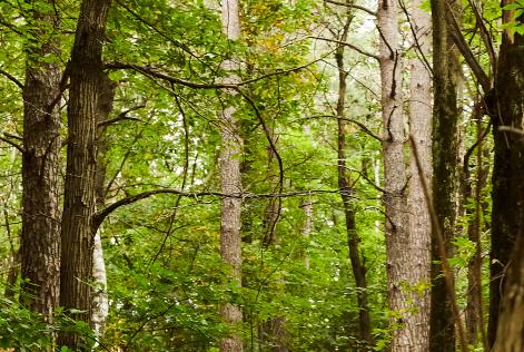 Disponibile la traduzione italiana della Procedura FSC sui Servizi Ecosistemici (FSC-PRO-30-006 V2-1)