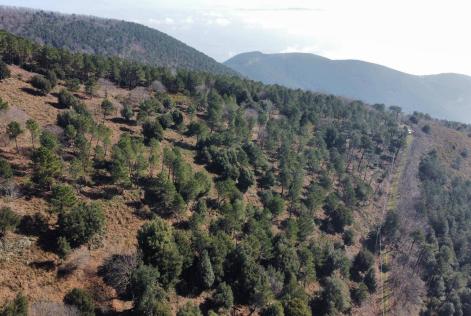 [CONSULTAZIONE] Comune di Calci (PI)