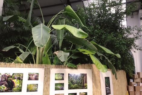 LSCP exhibition forest