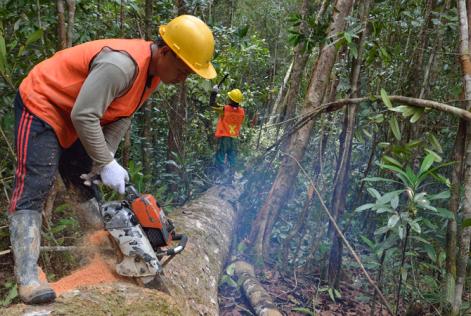 FSC_thumb_controlled_wood_borneo