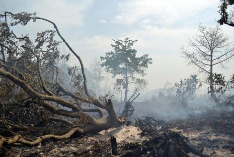 foresta incendiata