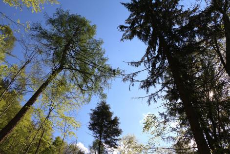 Approvata la bozza finale dello Standard Nazionale di Gestione Forestale FSC