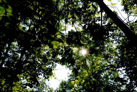 Dal Forum di Roma indicazioni importanti per le foreste italiane
