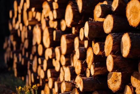 Legno controllato: verso la bozza finale dell’Analisi Nazionale del Rischio