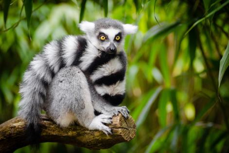 FSC Friday 2017: lunga vita alle foreste!