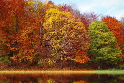 Il 21 novembre è la Giornata nazionale degli alberi e dei boschi