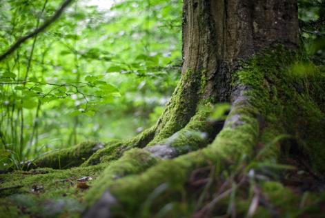 Disponibile la traduzione del nuovo standard nazionale FSC per la gestione responsabile delle foreste italiane