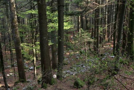 Gestione forestale responsabile: a maggio Asiago si tinge di verde