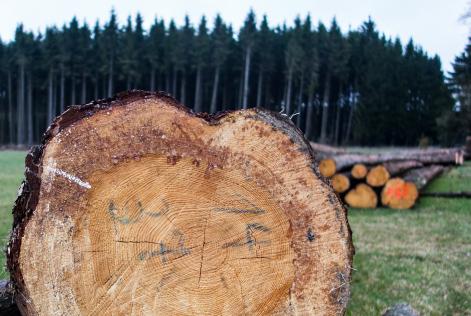 Seminario sulla EUTR: LEGNOK e gli strumenti FSC