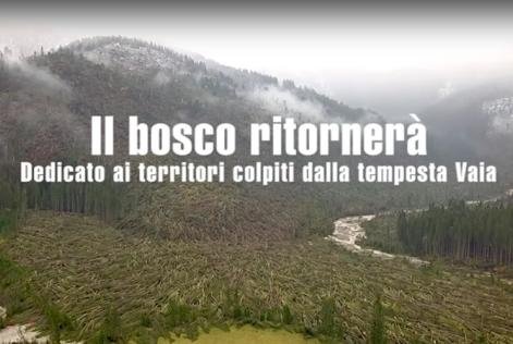 Il bosco ritornerà