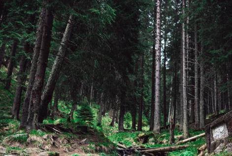 Conferenza stampa - Foreste e servizi naturali: dall’Italia un nuovo modello di valorizzazione