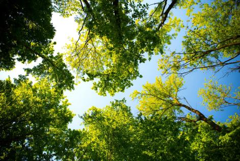 FSC supporta le decisioni della Commissione Europea in tema di salvaguardia delle foreste nel mondo