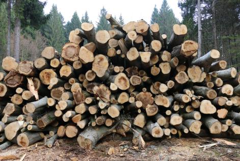 Disponibili le linee guida per l'implementazione del Legno Controllato