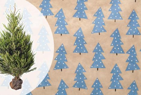 Compostiamoci bene: anche questo Natale, pensa alle foreste!