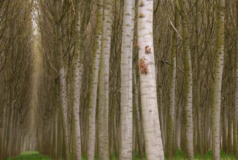Approvate nuove interpretazioni per la gestione forestale FSC