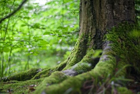 Una nuova era per l'elaborazione delle politiche forestali