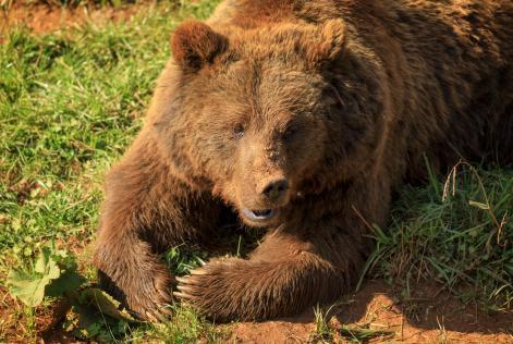 La gestione forestale responsabile salva l'orso bruno cantabrico dall'estinzione
