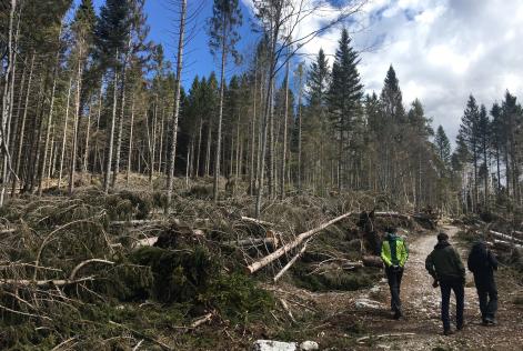 FAO pubblica un nuovo studio sui disastri forestali - e come affrontarli