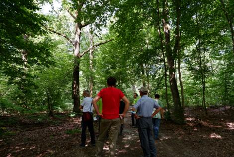 Nuova interpretazione per lo standard di Gestione Forestale FSC