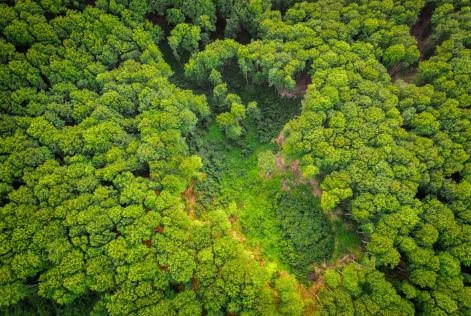 1/3 delle specie di alberi e piante nel mondo è a rischio estinzione, dice un nuovo rapporto