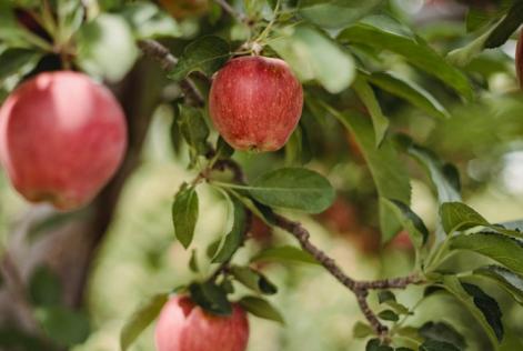 Food forests: cosa sono e perché sono importanti