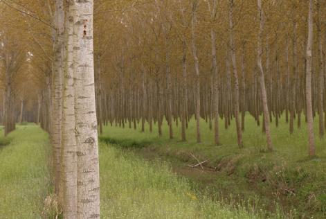 Nuovo audit di certificazione della Federazione Regionale Pioppicoltori del Friuli-Venezia Giulia
