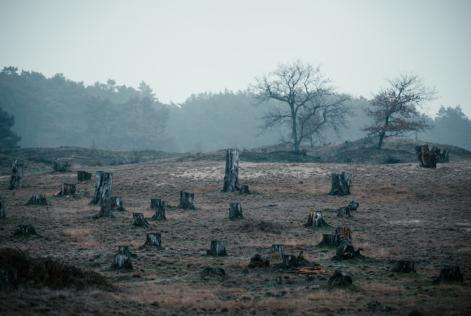 10 raccomandazioni per migliorare le nuove regole UE su prodotti deforestation-free