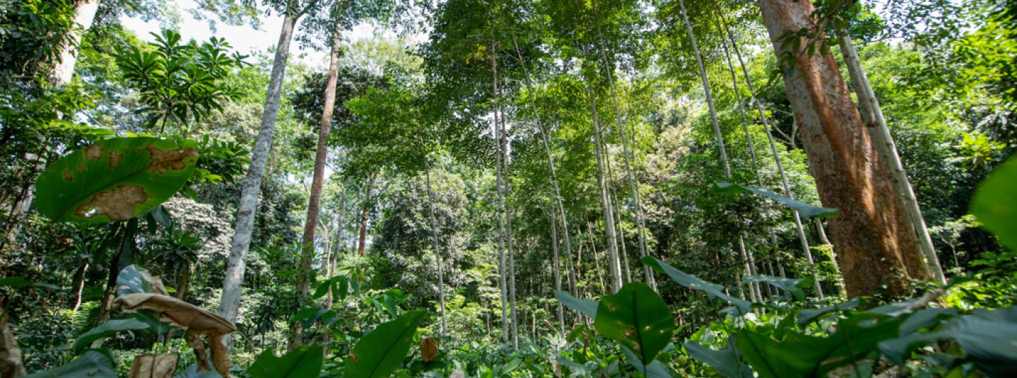 FSC accoglie con favore il nuovo regolamento anti-deforestazione UE