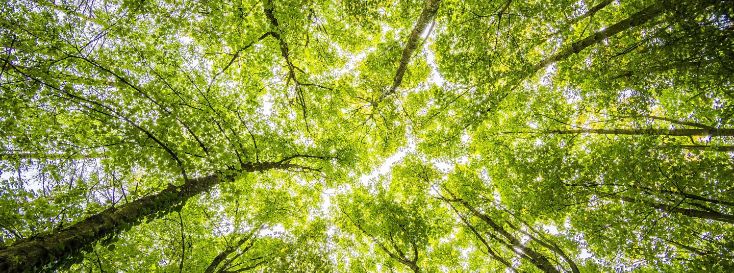 I piani alla COP28 per proteggere e ripristinare le foreste