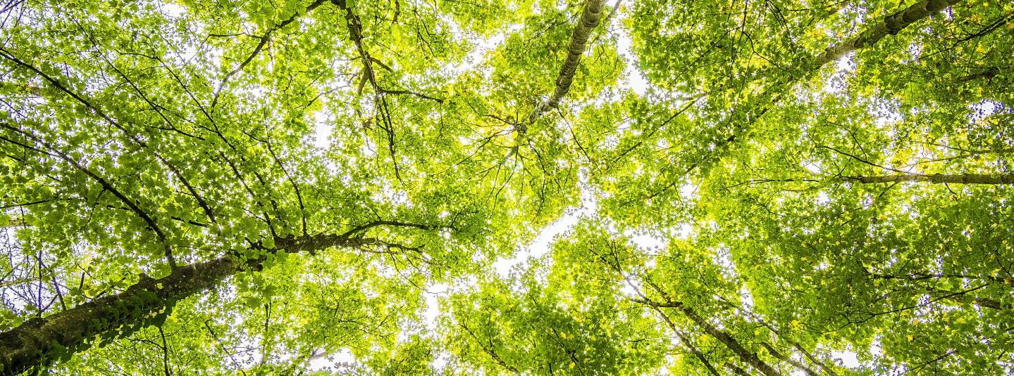  I piani alla COP28 per proteggere e ripristinare le foreste
