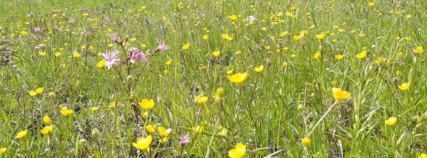 Scavolini e FSC italia insieme per proteggere la biodiversità delle foreste italiane