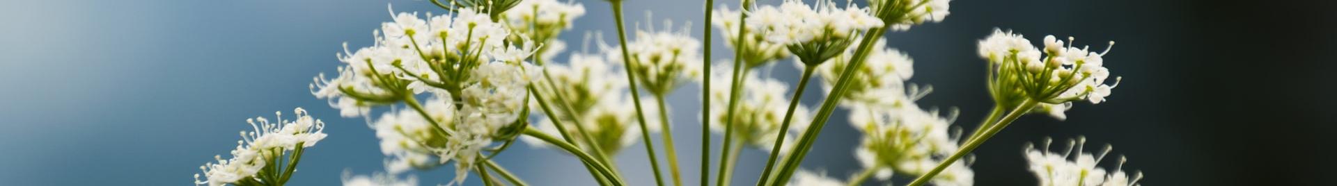 [CONSULTAZIONE] Piccoli cambiamenti a quattro Indicatori Generici Internazionali