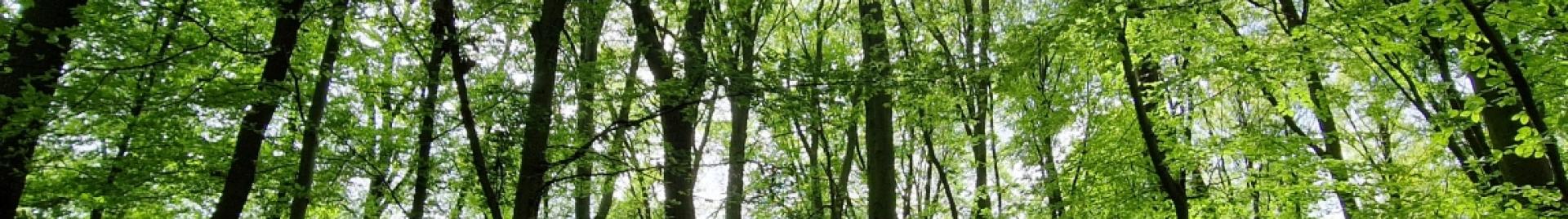 Meno burocrazia per un EUDR più efficace