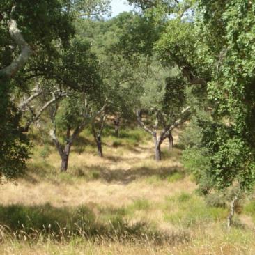 thumbnail_FSC_meditarrenean_forest