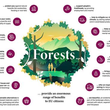 Key questions on forests in the EU Key questions on forests in the EU